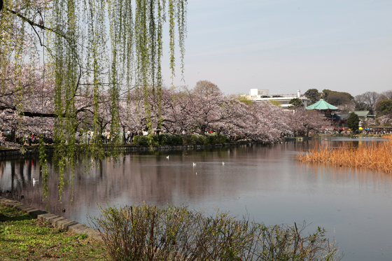 Tokyo Ueno cerisiers en fleurs