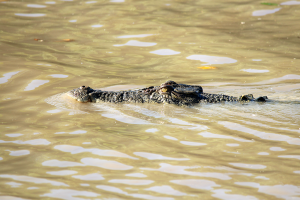 4blueeyes crocodile darwin adelaide river