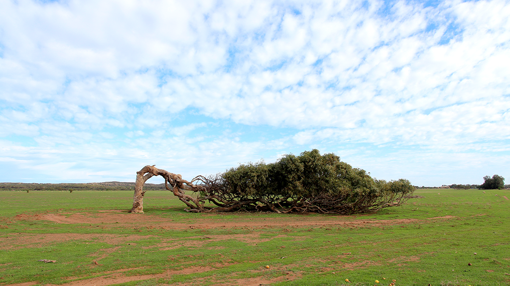 leaning tree geraldton western australia