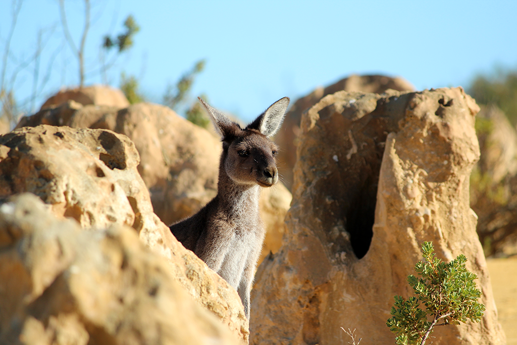 kangourou pinnacles western australia