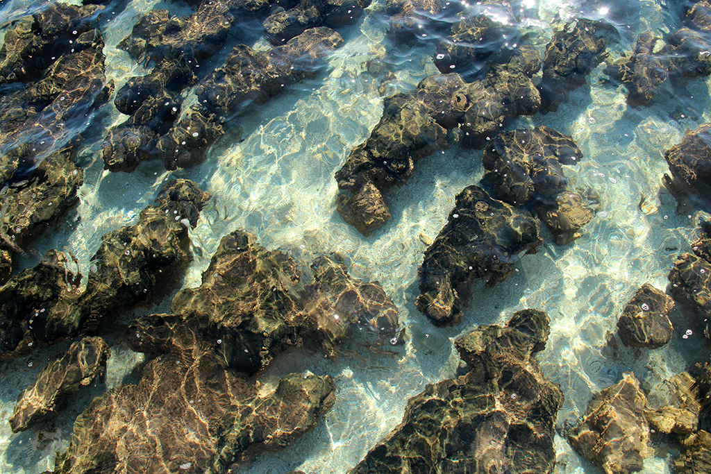Stromatolites Hamelin Pool Western Australia