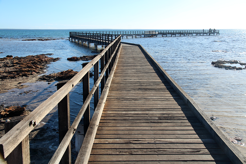 stromatolites hamelin pool coral coast western australia